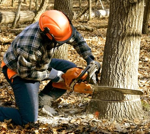 Tree Removal in Boston, GA